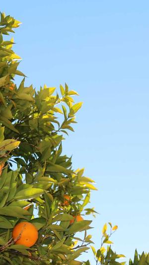 黑料怎么样才不跳转截图2