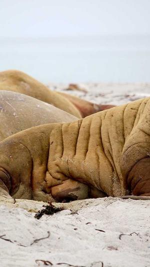 宝宝可以吃哈密瓜吗截图3