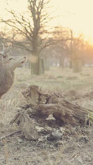 黑料正能量最新网址截图1